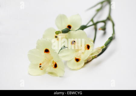 Wild iris Dietes bicolor (jaune) sur fond blanc Banque D'Images