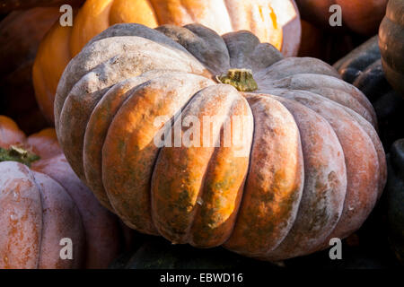 Citrouilles citrouille cucurbita de chasse d'automne sur un marché Banque D'Images