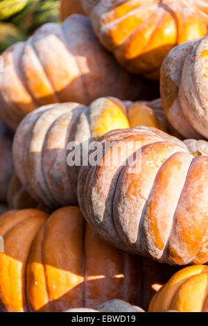 Citrouilles citrouille cucurbita de chasse d'automne sur un marché Banque D'Images