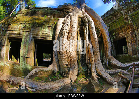 Racines de l'arbre géant à Ta Phrom, temple Khmer à Angkor, Siem Reap, Cambodge. Banque D'Images