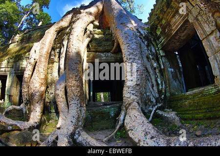 Racines de l'arbre géant à Ta Phrom, temple Khmer à Angkor, Siem Reap, Cambodge. Banque D'Images