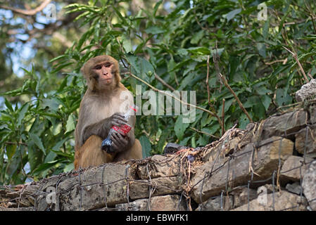 Singe au Temple de Katmandou, Népal Banque D'Images