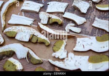 Coupe champignons Boletus edulis pour droughting. Banque D'Images