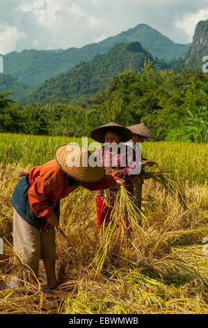 La récolte de riz près de Ban Pak Ou, au Laos Banque D'Images