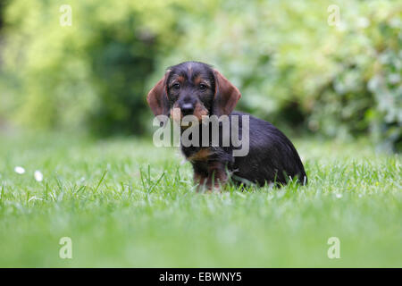 Teckel à poil dur, minet, 10 semaines, assis sur l'herbe, Allemagne Banque D'Images