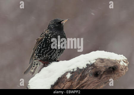 Etourneau sansonnet (Sturnus vulgaris) perché sur une souche d'arbre au cours de neige, Innsbruck, Tyrol, Autriche Banque D'Images