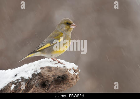 Verdier (Carduelis chloris), homme perché sur une souche d'arbre au cours de neige, Innsbruck, Tyrol, Autriche Banque D'Images