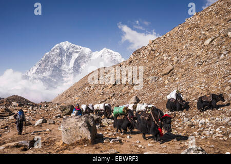 Les yacks chargés sur le chemin de l'Everest Base Camp, Khumbu, district de Solukhumbu, région du mont Everest, Népal Banque D'Images