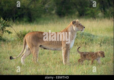 Lioness (Panthera leo) avec son lion cub dans la lumière du matin, Massai Mara, Serengeti, province de la vallée du Rift, au Kenya Banque D'Images