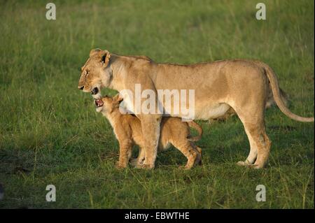 Lioness (Panthera leo) avec son lion cub dans la lumière du matin, Massai Mara, Serengeti, province de la vallée du Rift, au Kenya Banque D'Images