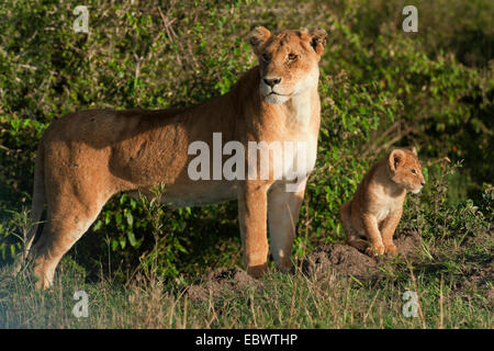 Lioness (Panthera leo) avec son lion cub dans la lumière du matin, Massai Mara, Serengeti, province de la vallée du Rift, au Kenya Banque D'Images