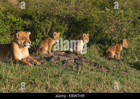 Lioness (Panthera leo) avec ses trois lionceaux dans la lumière du matin, Massai Mara, Serengeti, province de la vallée du Rift, au Kenya Banque D'Images