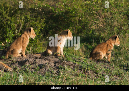 Trois oursons lion (Panthera leo) sitting on grass dans la lumière du matin, Massai Mara, Serengeti, province de la vallée du Rift, au Kenya Banque D'Images