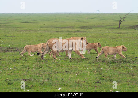 Lioness (Panthera leo) avec ses quatre lionceaux, Massai Mara, Serengeti, province de la vallée du Rift, au Kenya Banque D'Images