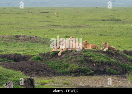 Lioness (Panthera leo) avec ses quatre lionceaux au waterhole, Massai Mara, Serengeti, province de la vallée du Rift, au Kenya Banque D'Images