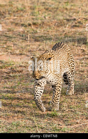 Leopard (Panthera pardus) couché dans l'herbe, Maasai Mara National Reserve, Serengeti, Province de la vallée du Rift, Kenya, Afrique de l'Est Banque D'Images