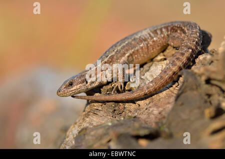 Lézard vivipare enceintes (Zootoca vivipara), des bains de soleil en bois sur souche, Dortmund, Rhénanie du Nord-Westphalie, Allemagne Banque D'Images