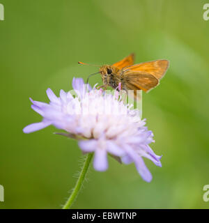 Grand Papillon (Ochlodes sylvanus Skipper, Ochlodes venatus) sucer le nectar d'une fleur d'un champ Scabious (Knautia Banque D'Images