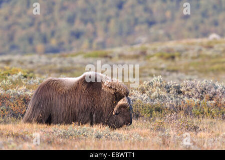 Le boeuf musqué (Ovibos moschatus), Bull sur la fjell, Dovrefjell- Sunndalsfjella National Park Banque D'Images