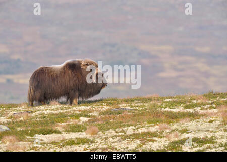 Le boeuf musqué (Ovibos moschatus), Bull sur la fjell, Dovrefjell- Sunndalsfjella National Park Banque D'Images