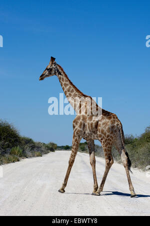 Girafe (Giraffa camelopardalis) traverser une route, Etosha National Park, Namibie Banque D'Images