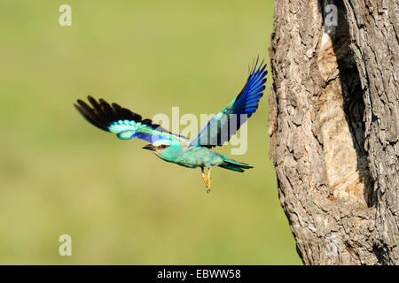 Coracias garrulus European (rouleau), prendre l'avion à partir de l'orifice de ponte dans un vieux pommier, Bulgarie Banque D'Images