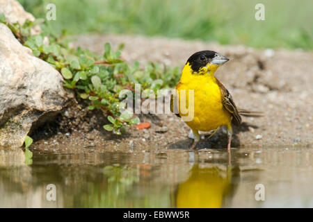 À tête noire (Emberiza melanocephala) à côté d'un étang, Rhodopes, Bulgarie Banque D'Images