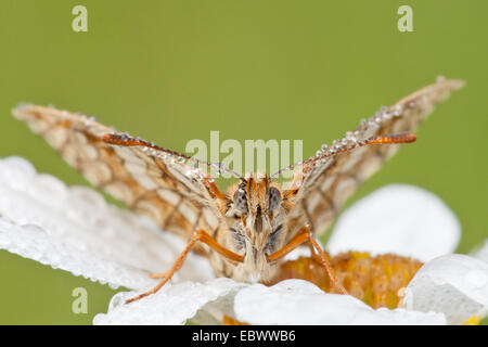 Heath fritillary (Melitaea athalia) sur un Oxeye Daisy (Leucanthemum vulgare), Hesse du Nord, Hesse, Allemagne Banque D'Images