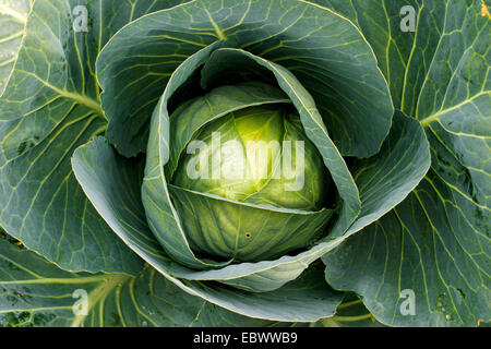 Chou blanc (Brassica oleracea var. capitata f. alba), champ d'herbe Banque D'Images