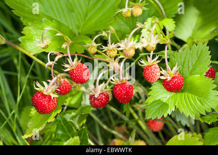 Fraise des bois, fraise, fraise des bois (Fragaria vesca), avec des fruits mûrs, Allemagne Banque D'Images