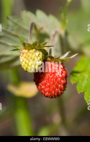 Fraise des bois, fraise, fraise des bois (Fragaria vesca), les fruits immatures et matures, Allemagne Banque D'Images