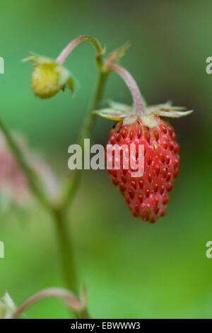 Fraise des bois, fraise, fraise des bois (Fragaria vesca), les fruits immatures et matures, Allemagne Banque D'Images