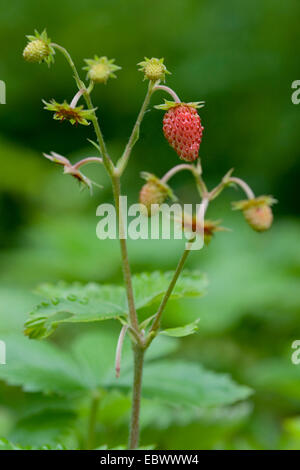 Fraise des bois, fraise, fraise des bois (Fragaria vesca), les fruits immatures et matures, Allemagne Banque D'Images