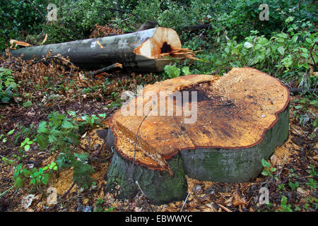 Le hêtre commun (Fagus sylvatica), tronc abattu après l'Allemagne, l'ela, orkan-du-Nord-Westphalie, région de la Ruhr, à Essen Banque D'Images