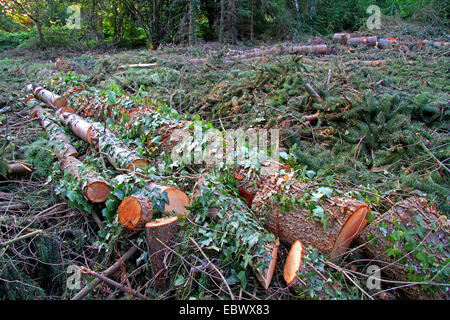 Epicéa (Picea spec.), la compensation d'une forêt de sapins, Allemagne Banque D'Images