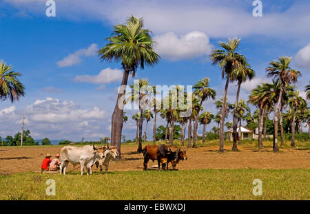 L'agriculture à l'ancienne dans les champs de tabac dans les montagnes de la Sierra del Rosario, à l'aide de boeufs champs ploiwing, Cuba, la Sierra del Rosario Banque D'Images