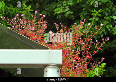 Herb Robert, Red Robin, la mort venir rapidement, Robert (Geranium robertianum géranium, Robertiella robertiana), croissant sur un toit, en Allemagne, en Rhénanie du Nord-Westphalie Banque D'Images