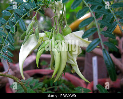 Le projet de loi du perroquet (Clianthus puniceus 'Albus' Clianthus puniceus, albus), fleurs du cultivar Albus Banque D'Images