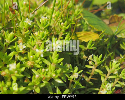 Orpin, Marais marais australien Stonecrop, Nouvelle-Zélande (Pigmyweed Crassula helmsii), blooming, Allemagne Banque D'Images