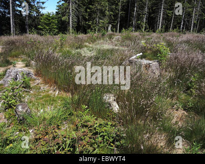 Les cheveux ondulés, frisés à graminées Deschampsia flexuosa, deschampsie (Avenella flexuosa), qui fleurit sur une clairière, Allemagne, Bade-Wurtemberg Banque D'Images