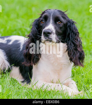 Noir & blanc, Springer Spaniel anglais était assis dans un champ Banque D'Images