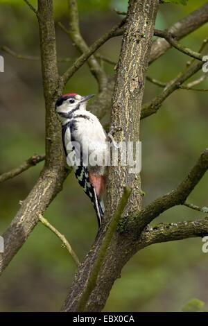 Great spotted woodpecker (Picoides major, Dendrocopos major), jeune oiseau assis dans les branches sèches, l'Allemagne, Rhénanie-Palatinat Banque D'Images