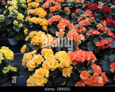 Bégonia (Begonia elatior-Hybriden), dans des couleurs différentes Banque D'Images