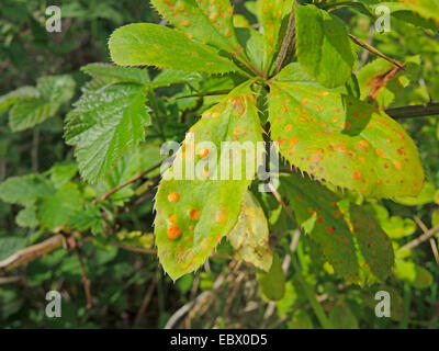 L'épine-vinette commune européenne, l'épine-vinette (Berberis vulgaris), feuilles avec Puccinia graminis, rouilles, Allemagne, Rhénanie du Nord-Westphalie Banque D'Images