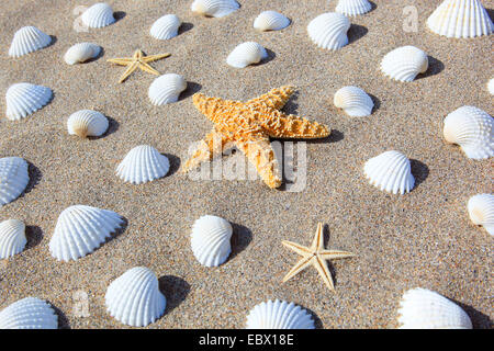 Seastars tétrodons et sur une plage de sable, Royaume-Uni, Ecosse Banque D'Images