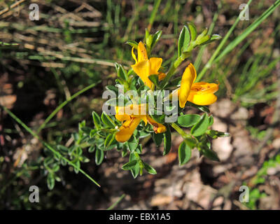 Hairy greenweed, Vancouver Gold, Gold, balai rampante (Genista pilosa Genêt Flash), la floraison, l'Allemagne, Rhénanie du Nord-Westphalie Banque D'Images