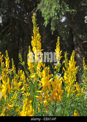 Dyer's greenweed greenweed, Dyer (Genista tinctoria), la floraison, l'Allemagne, Bade-Wurtemberg Banque D'Images