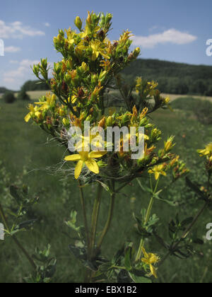 Tige carrée St John's-millepertuis (Hypericum tetrapterum), la floraison, l'Allemagne, Bade-Wurtemberg Banque D'Images