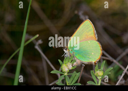 Porte-queue vert (Callophrys rubi), le bouton floral, Allemagne Banque D'Images