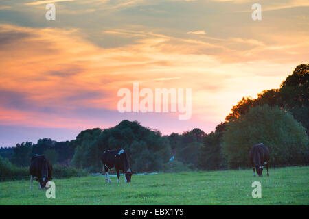 Les bovins domestiques (Bos primigenius f. taurus), le pâturage passif sur un pâturage au coucher du soleil, de l'Allemagne, Schleswig-Holstein Banque D'Images